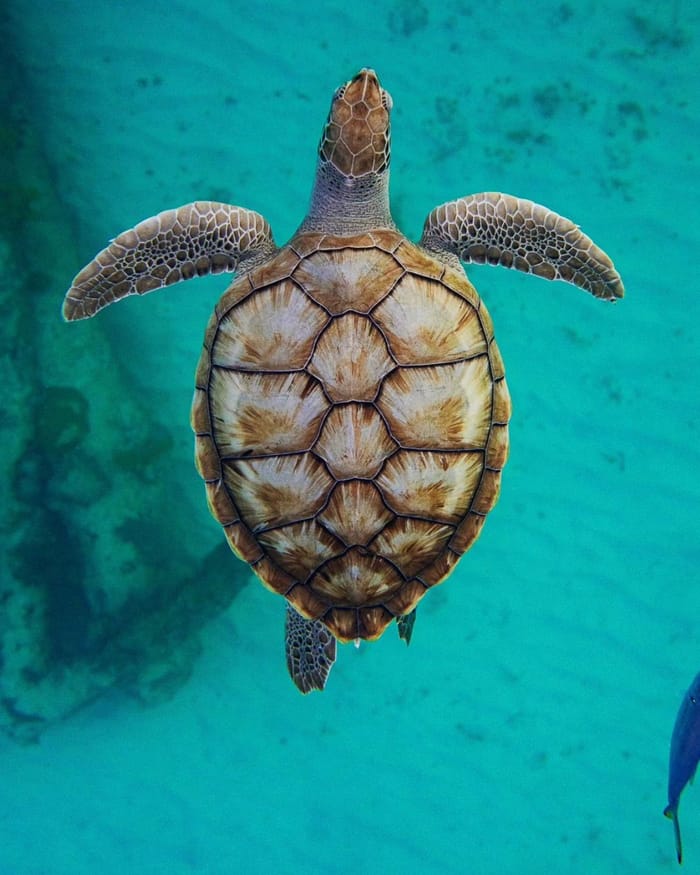 A sea turtle swimming over sand and reef in clear turquoise water, seen from above