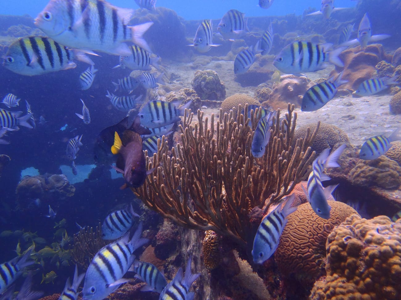 Sergeant major fish over coral on the reef